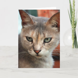 Cat lost in tornado found holiday card