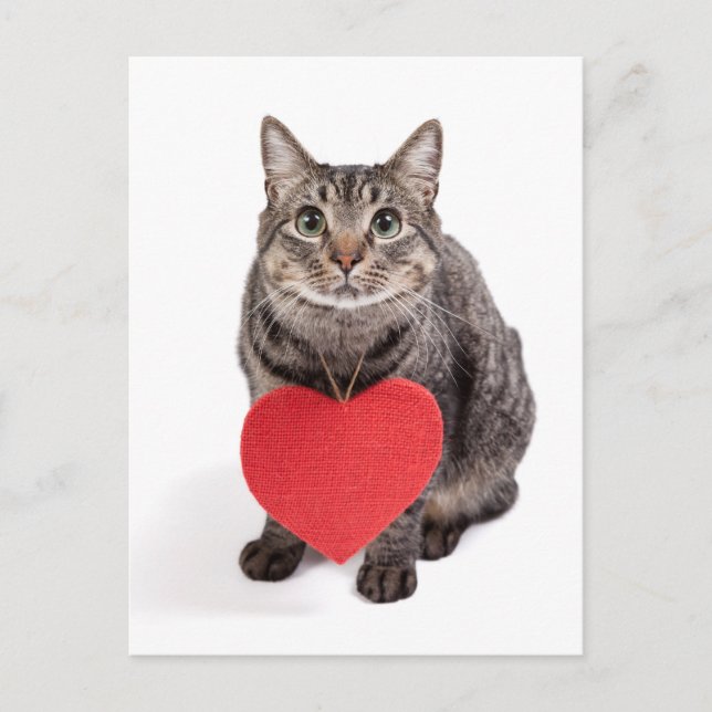 Cat Love Postcard (Front)