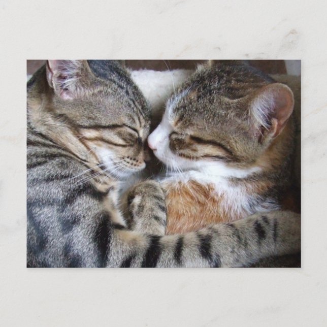 Cat Love Postcard (Front)