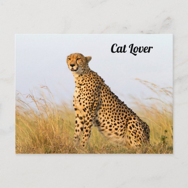 Cat lover cheetah photo postcard (Front)