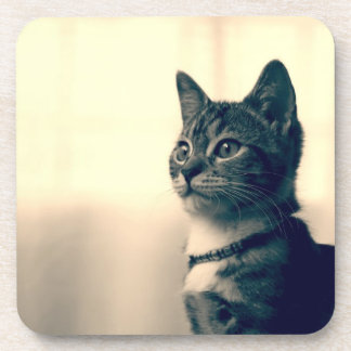 Cat lover gifts, cat themed gifts, cat coaster