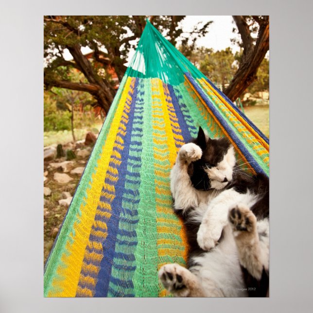 Cat lying in Mayan Mexican hammock Poster (Front)