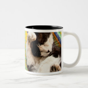 Cat lying in Mayan Mexican hammock Two-Tone Coffee Mug