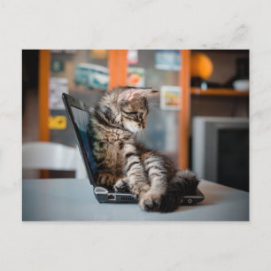 Cat Lying on Notebook Postcard