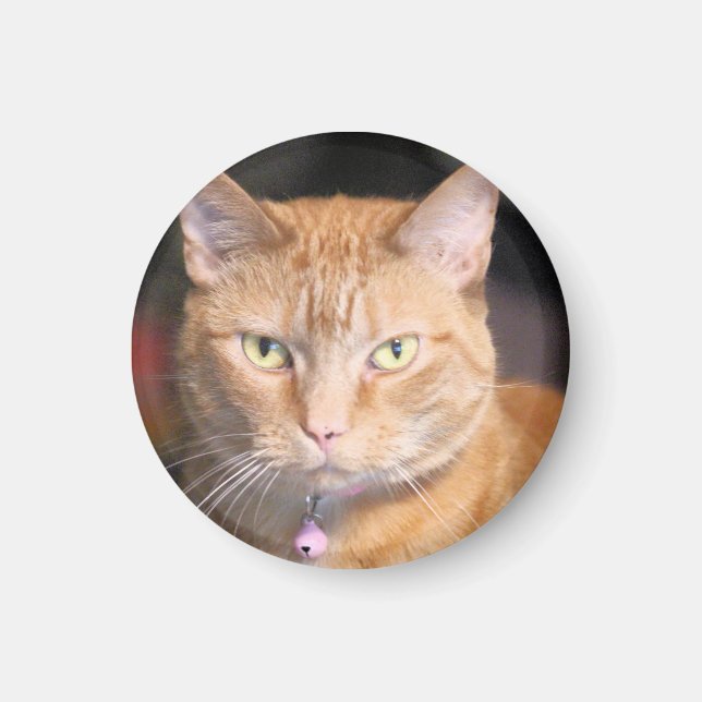 Cat      magnet (Front)