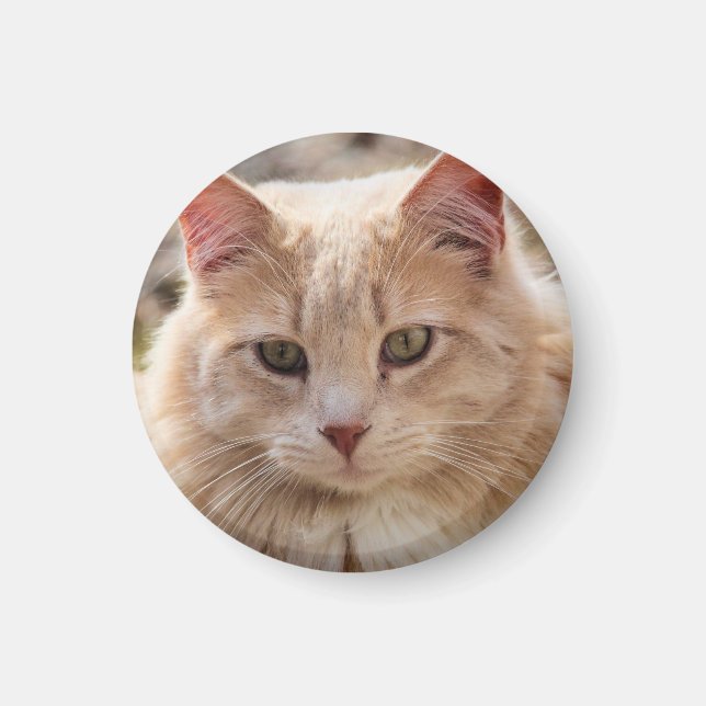 Cat       magnet (Front)