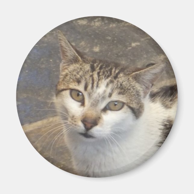 Cat magnet (Front)