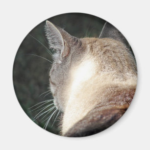 Cat Magnet