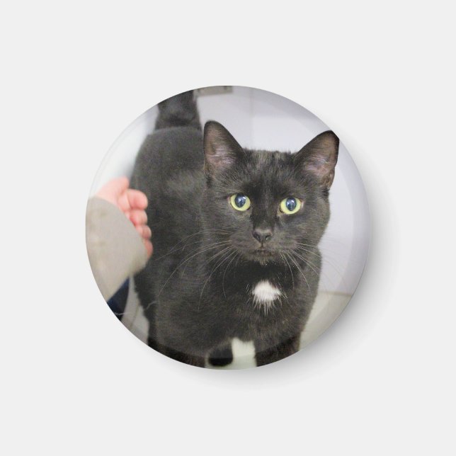 Cat   magnet (Front)