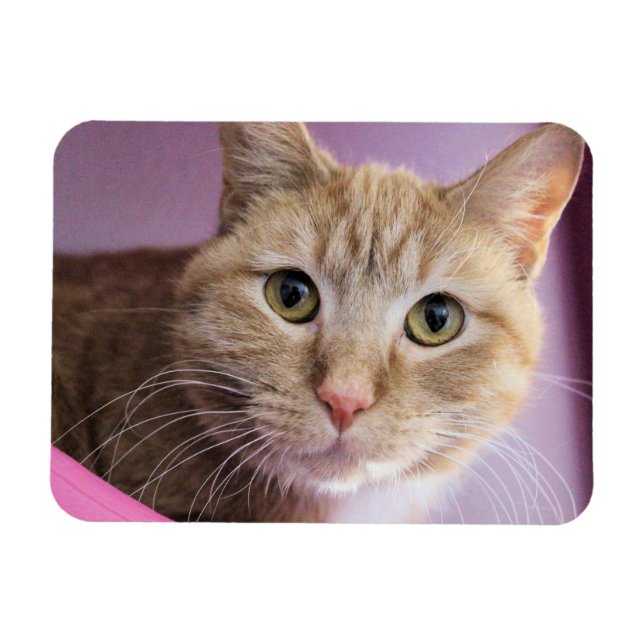 Cat Magnet (Horizontal)