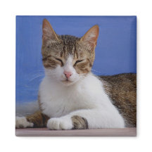 Cat Magnets