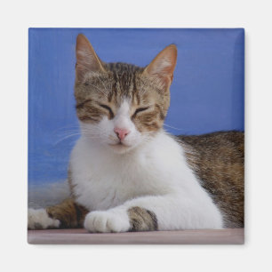 Cat Magnets