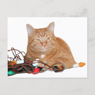 Cat mine Chrishtmas lights Postcard