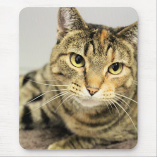 Cat Mouse Mat