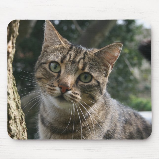 CAT MOUSE MAT (Front)