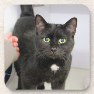 Cat Mouse Pad Coaster