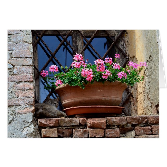 Cat Nap (Front Horizontal)