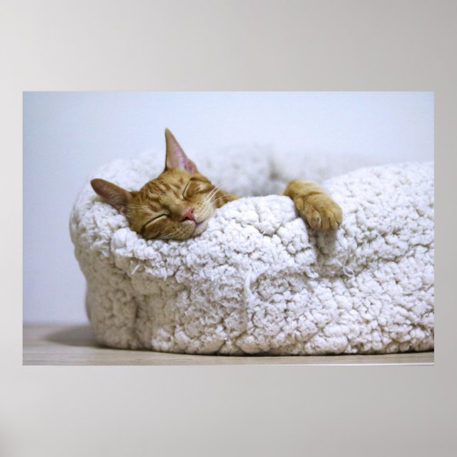 Cat Nap 4 Poster Premium Canvas (Gloss) (Front)