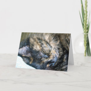 Cat Nap Greeting Card