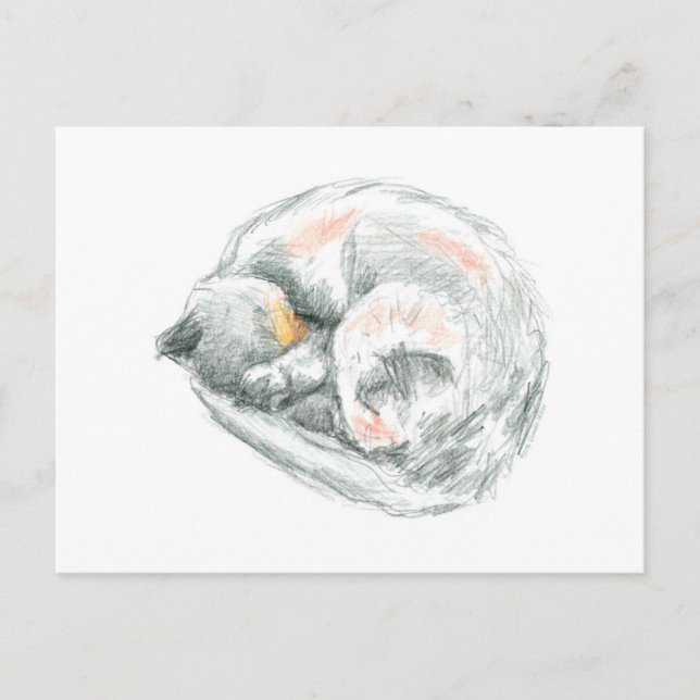 Cat Nap Postcard (Front)