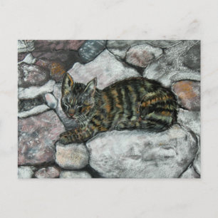 Cat Nap Postcard