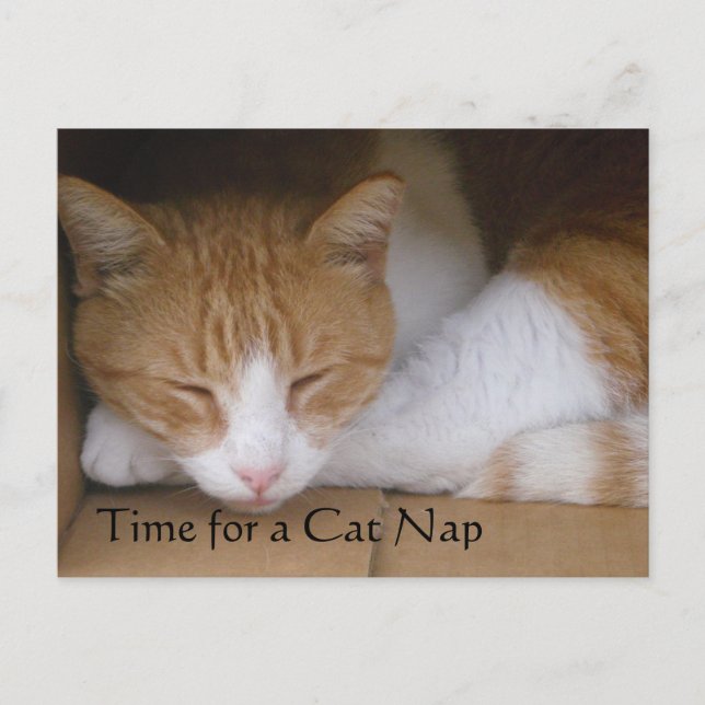 Cat Nap Postcard (Front)