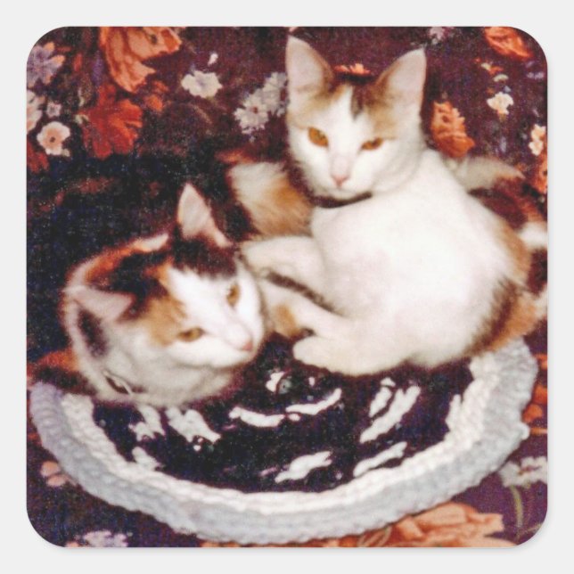 Cat Nap Square Sticker (Front)