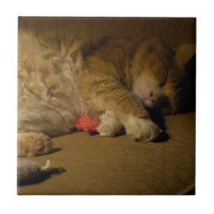 Cat Nap Tile