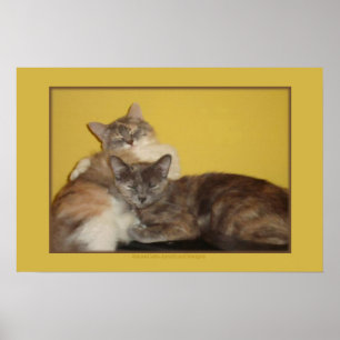 Cat Nappers Poster