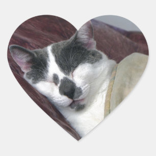 Cat Napping Heart Sticker