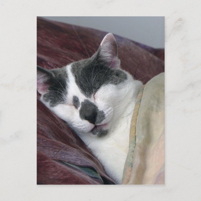 Cat Napping Postcard (Front)
