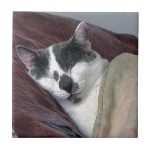 Cat Napping Tile