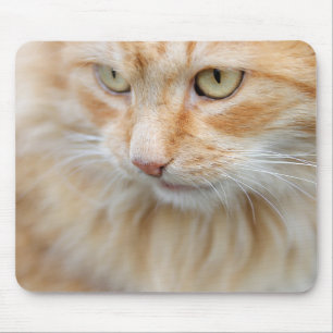Cat, nature, kitten mouse mat