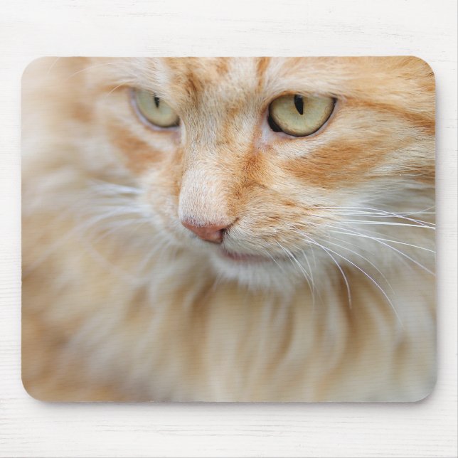 Cat, nature, kitten   mouse mat (Front)
