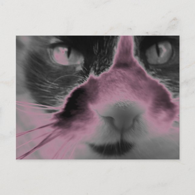Cat Neon Pink Postcard (Front)