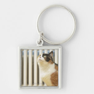 Cat next to radiator key ring