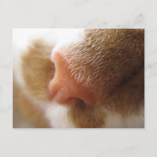 Cat Nose Postcard