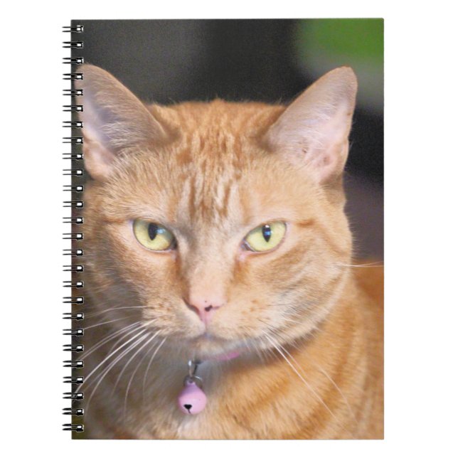 Cat   notebook (Front)