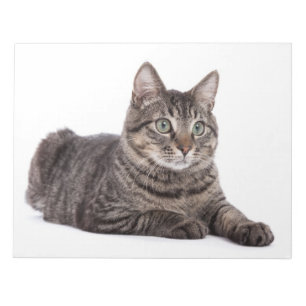 Cat Notepad