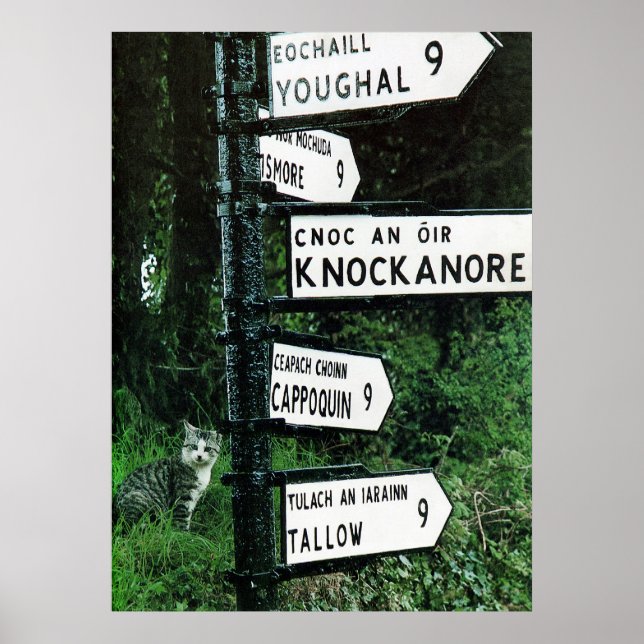 cat o nine miles poster (Front)