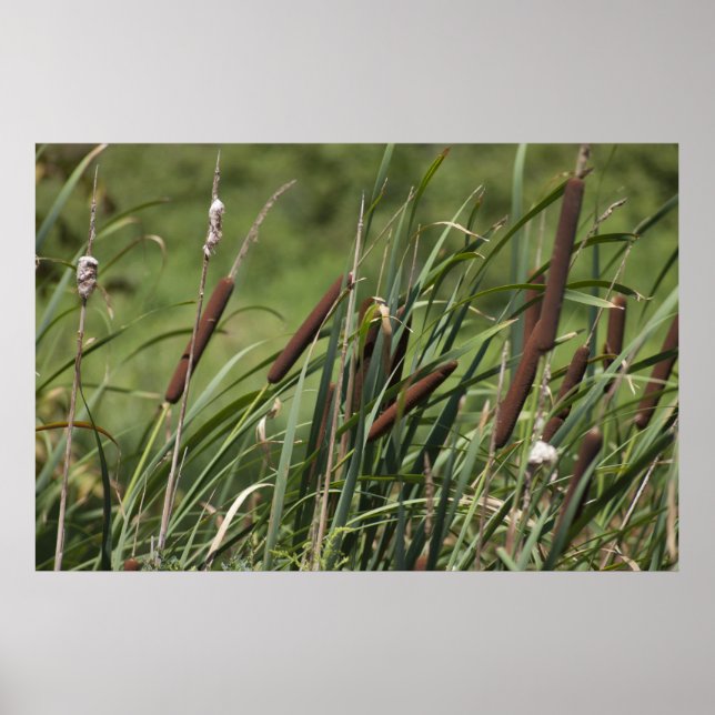 Cat o' nine tails poster (Front)