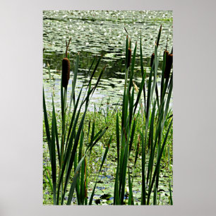 Cat O Nine Tails & White Water Lillys Photo Print