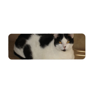 Cat On A Couch