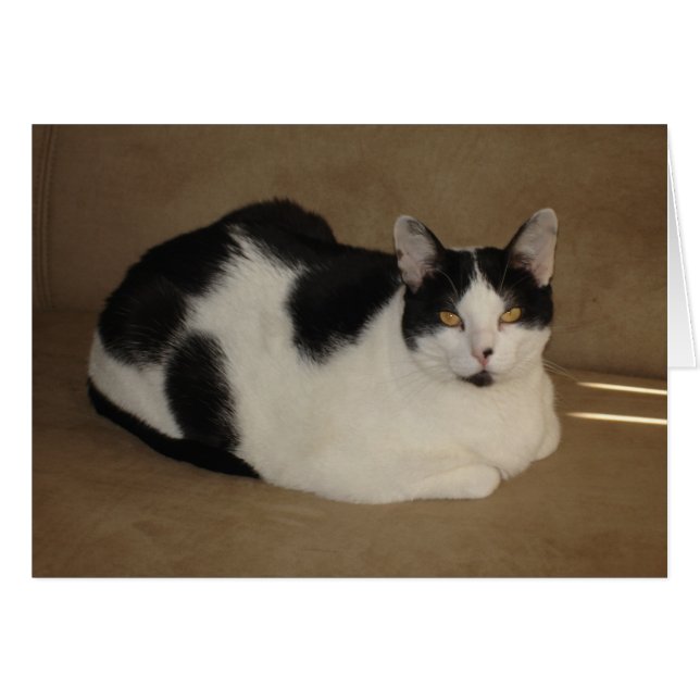 Cat On A Couch (Front Horizontal)