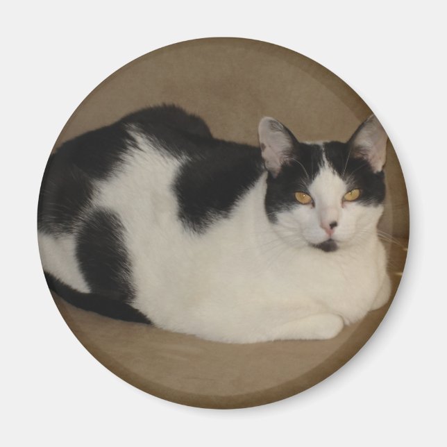 Cat On A Couch Magnet (Front)