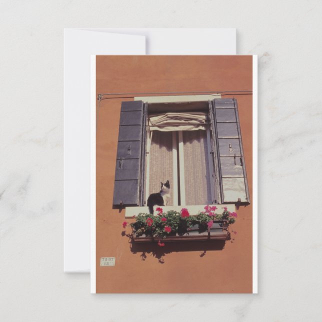 Cat on a Venetian Window Sill. Thank You Card (Front)