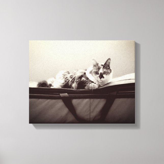 Cat on Bag Canvas Print (Front)