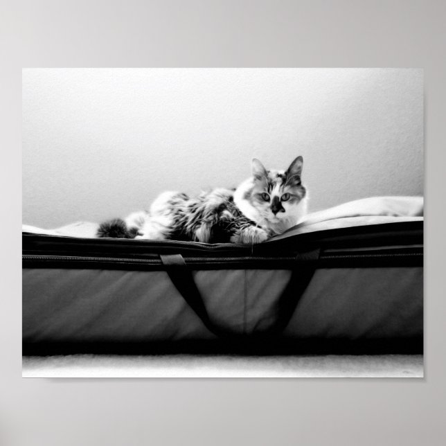 Cat on Bag Poster (Front)