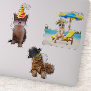Cat On Beach