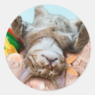 Cat on beach and blue sky classic round sticker